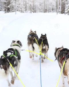 Hundspann2
